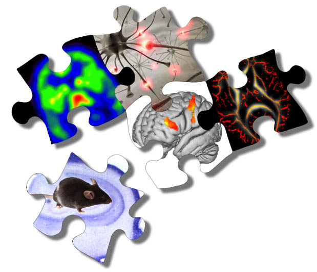 Translational Neuroscience Program - Wayne State University 