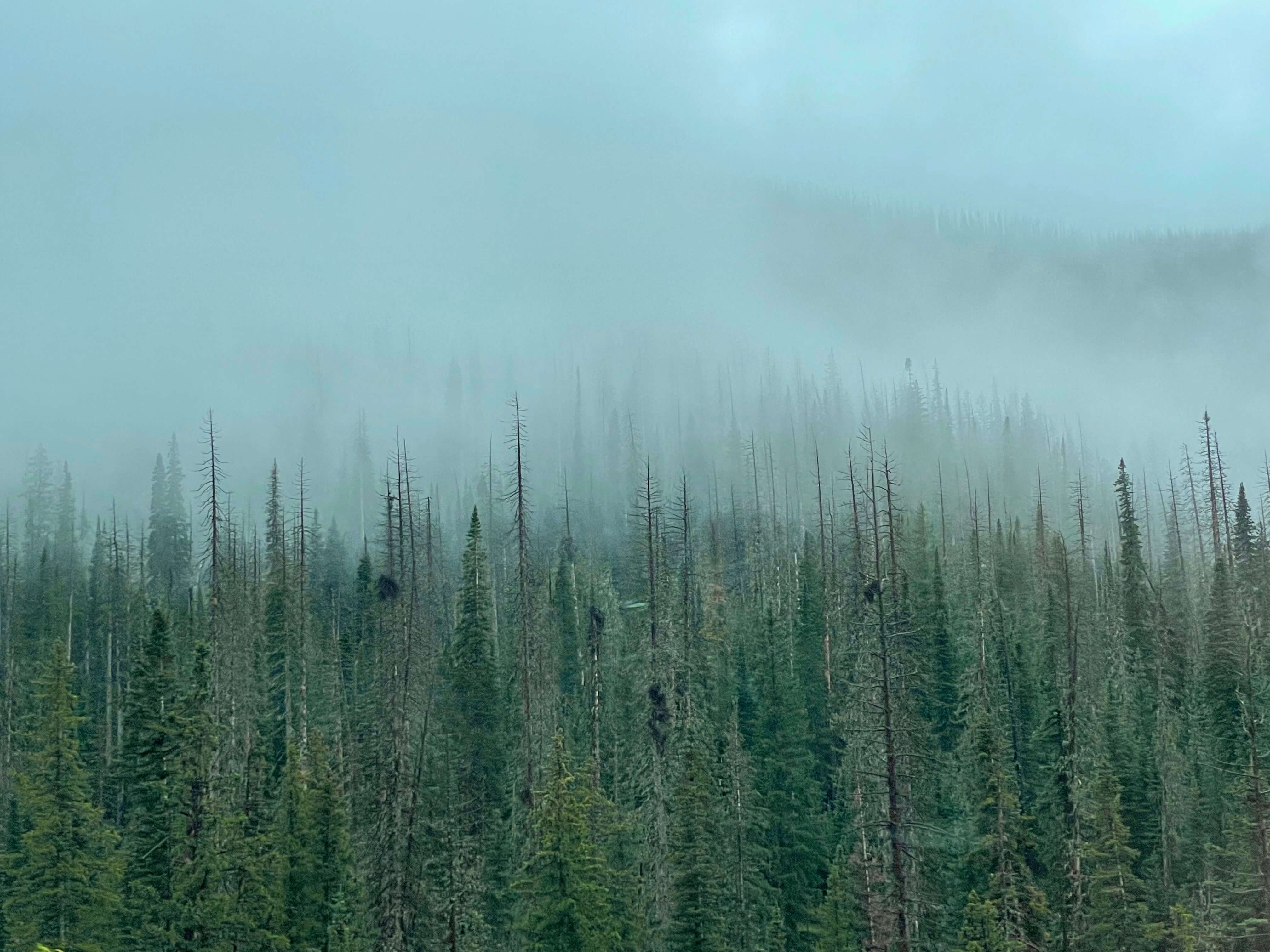 Trees with dense fog above it