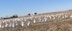 flock of snow geese in Delaware