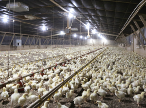 Healthy young birds inside a poultry house