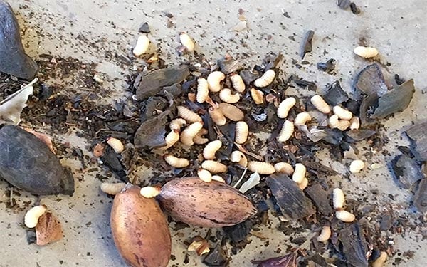 pecan weevil larvae on pecans.