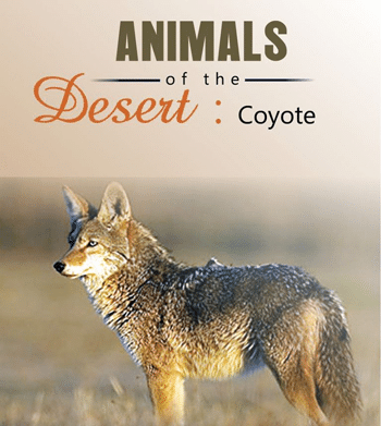 Desert: Coyote