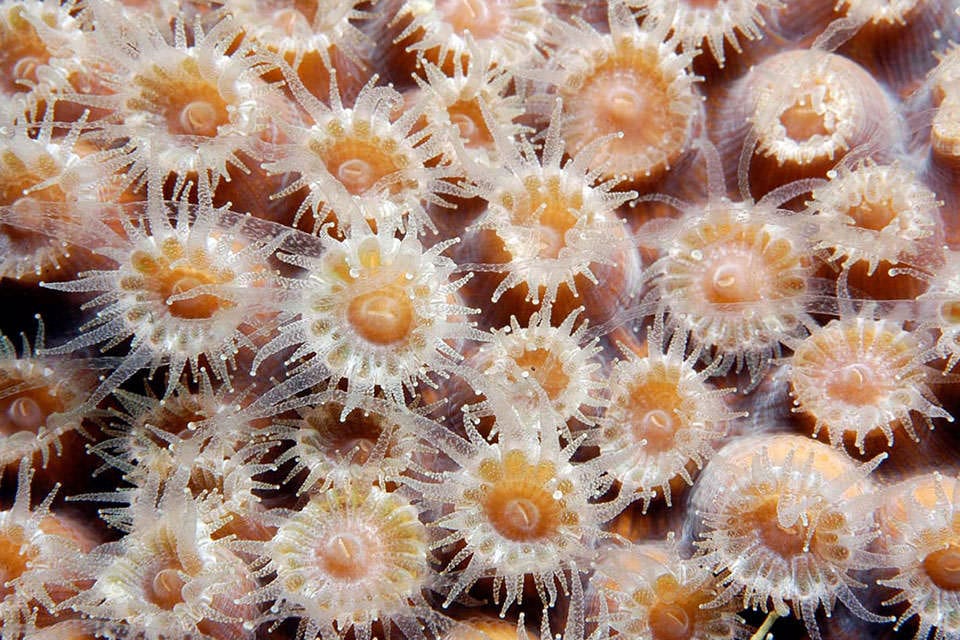 coral polyps