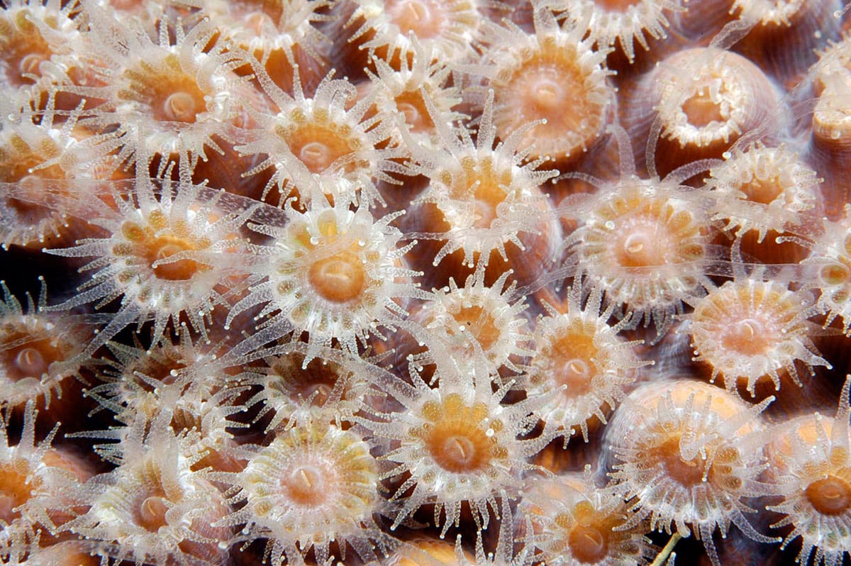 Most corals are made up of hundreds to hundreds of thousands of individual coral polyps.