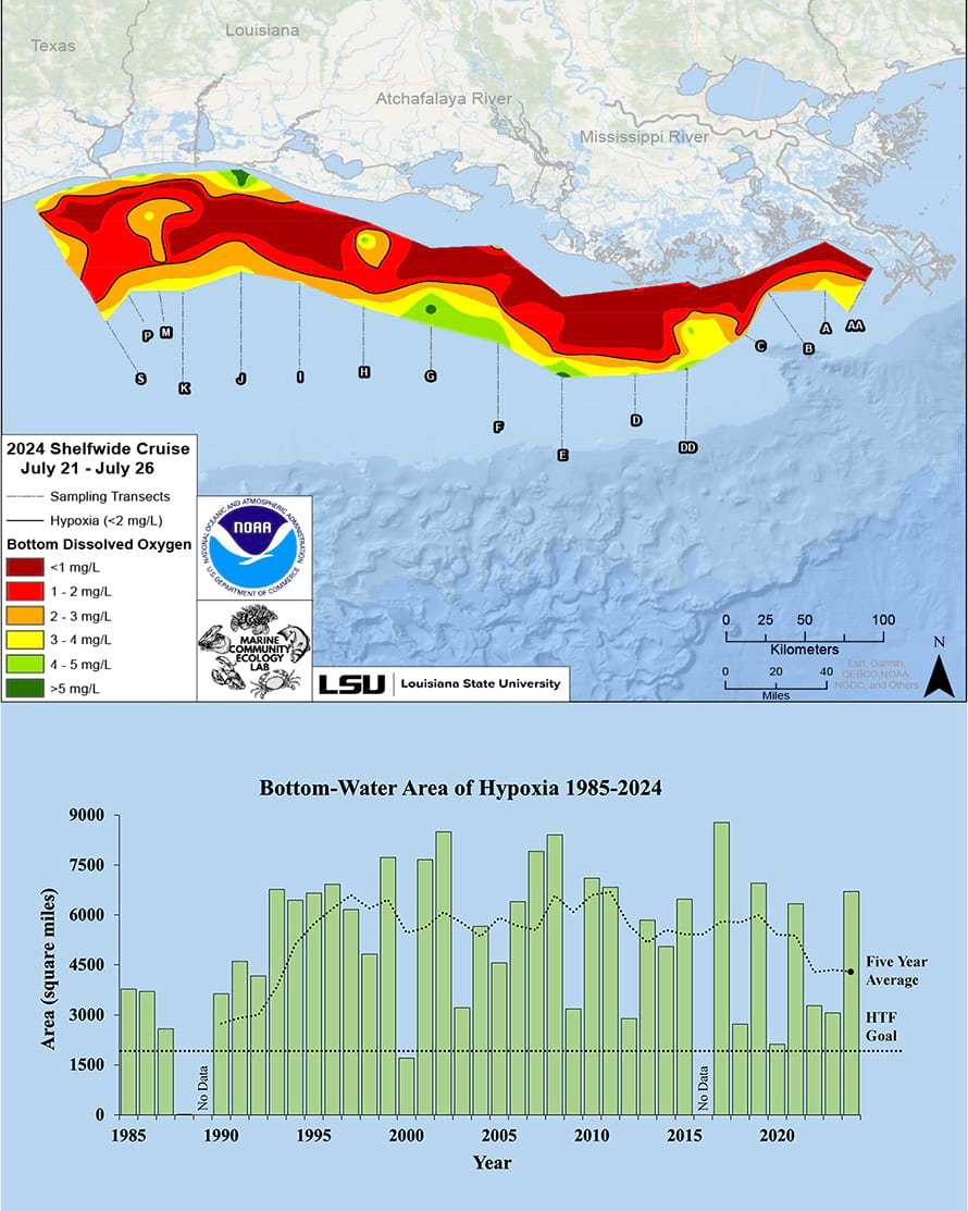 A graphic that shows 2024 hypoxic zone in the Gulf of Mexico