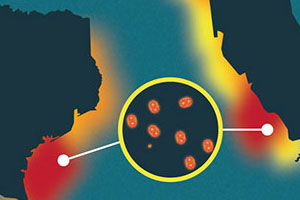 Infographic showing red tide algae close-up