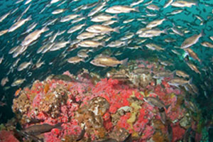 fish on a reef