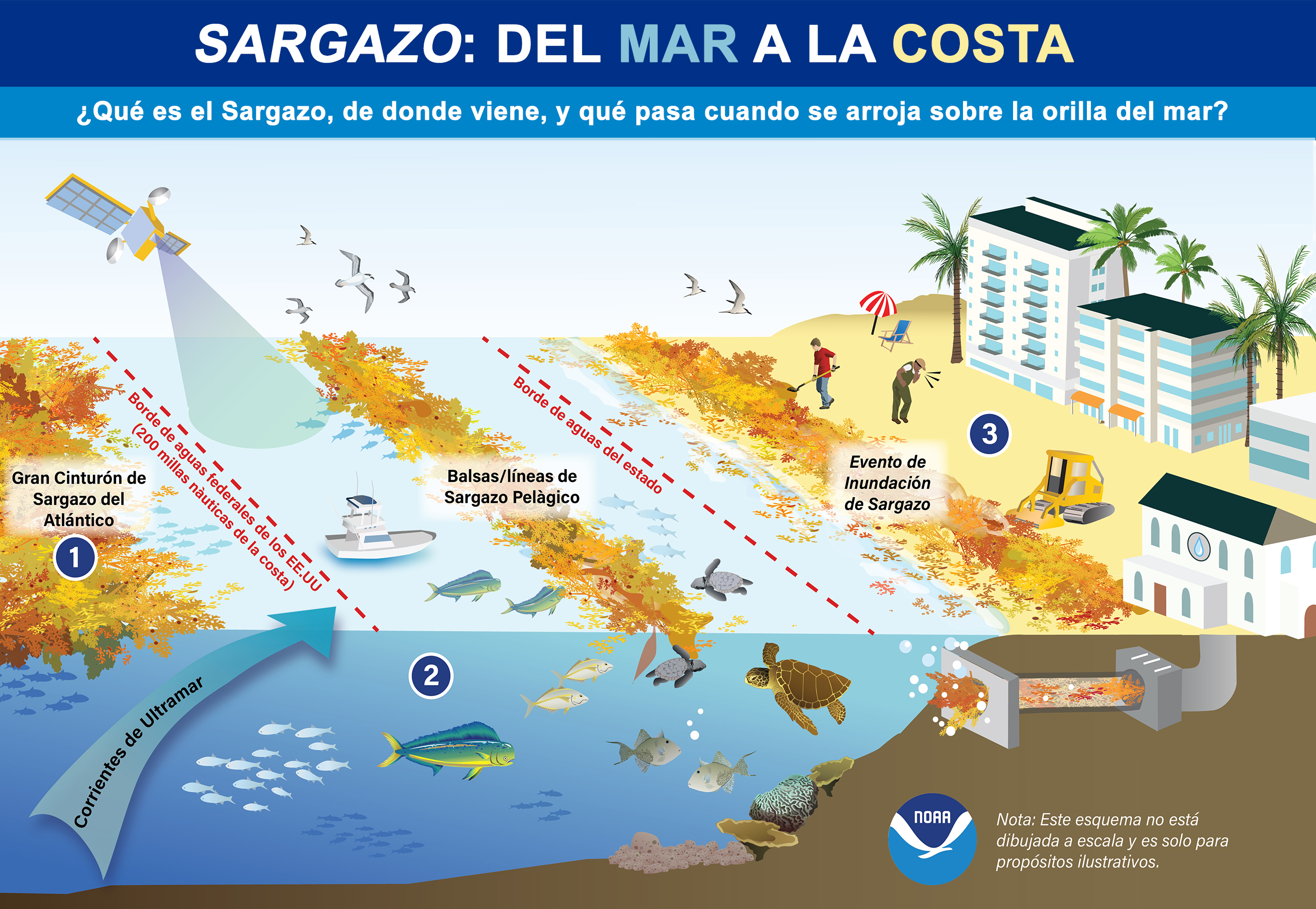 Infográfica demostrando efectos de los eventos de inundación de Sargazo