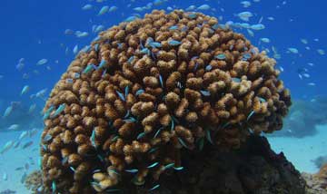 A coral head inside the protected lagoon at Rose Atoll.