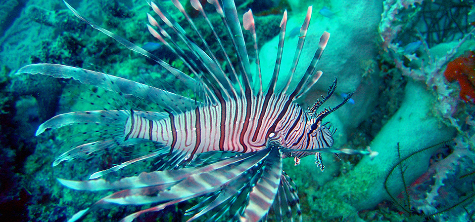 lionfish swimming