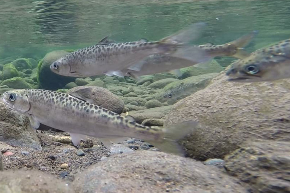 juvenile chinook salmon