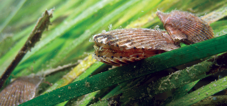 eelgrass and scallp