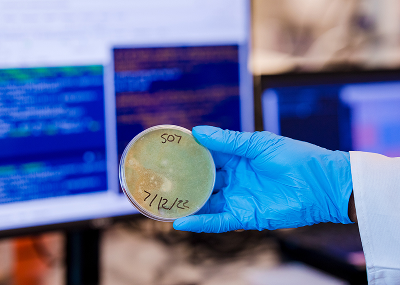 gloved hand holds a petri dish