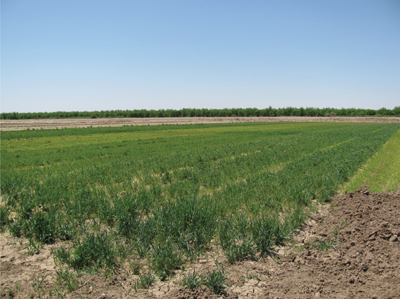 Fig. 5: A green manure crop.