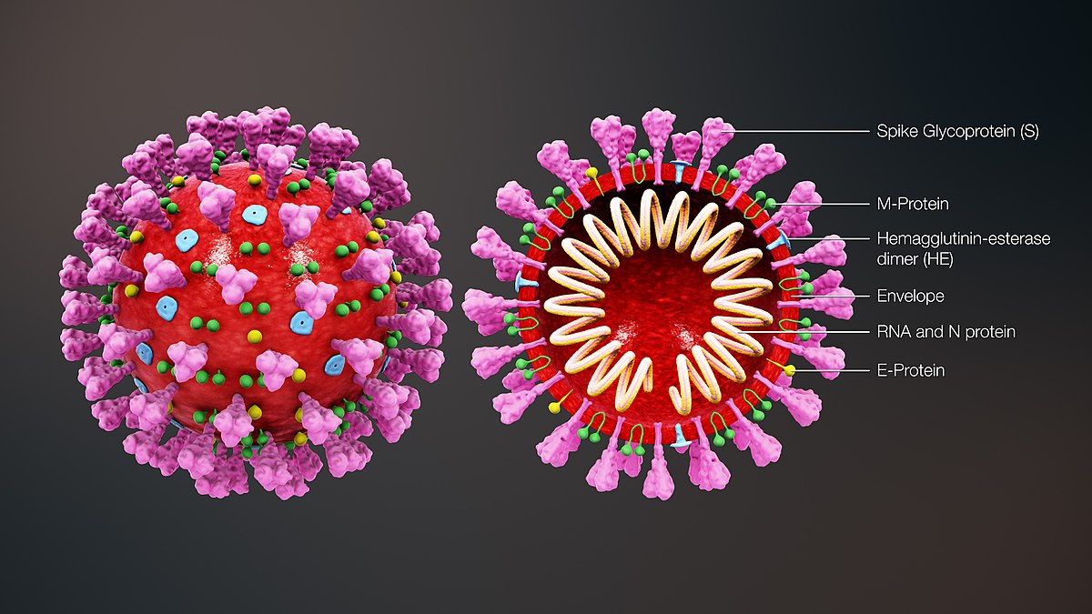 COVID19---Analysis-Interactive-Visualizations-and-Prediction