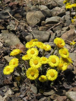 Coltsfoot (Tussilago farfara) is native to Europe and is actively eradicated in parts of the U.S. However, it’s considered important by Mi’kmaq and Wolastoqiyik gatherers. USDA Forest Service photo by Michelle Baumflek.