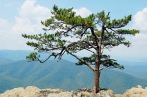 Isolated Table mountain pine in foreground with mountain in the background. Pinus pungens, Ravens Roost, Blue Ridge Parkway, Virginia. 37°56'00"N 78°57'11"W, 970m altitude. 