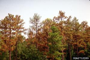 longleaf pines at the edge of a forest, in varying degrees of health and colors ranging from brown to green