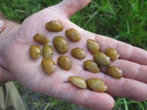 sixteen small, juvenile mussels in the palm of a hand