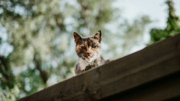 Vejo como garantir a segurança dos seus gatos domésticos - Imagem │Unsplash