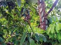 Vanillier (Vanilla planifolia) sur une parcelle agroforestière sous couvert forestier en Martinique, France (Parcelle N°1 - MV_01). Vanilla (Vanilla planifolia) on an agroforestry plot under forest cover in Martinique, France (Plot N°1 - MV_01). Photo T. Pleyber.