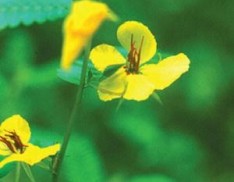 Partridge Pea