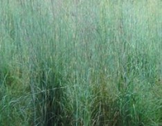 Big Bluestem