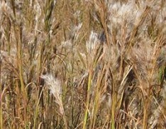 Bushy Bluestem