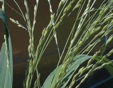 Fall Panicum