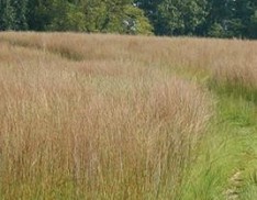 Little Bluestem