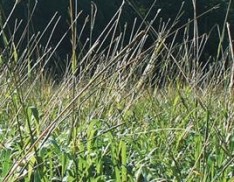 Eastern Gamma Grass