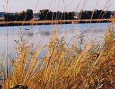 Prairie Cordgrass