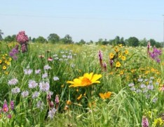 Tall Grass Meadow Mix