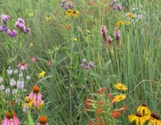 Mixed Grass Meadow Mix