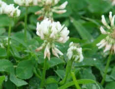 Ladino Clover