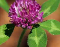 Red Clover