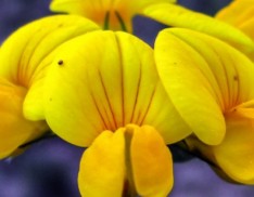 Bird's Foot Trefoil (Lotus corniculatus)