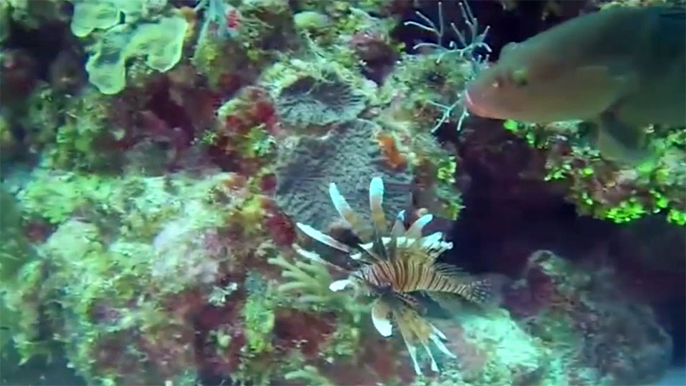 school of lionfish swimming among a coral reef in flower garden banks