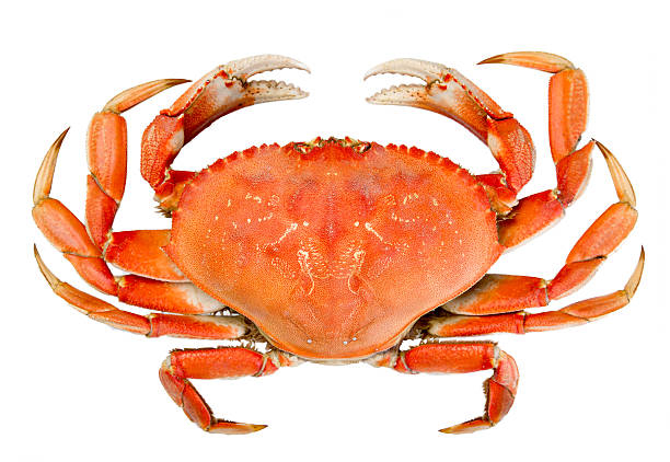 Dungeness crab