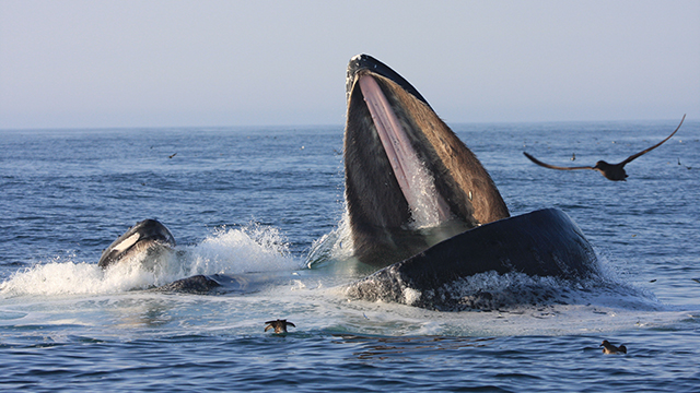 humpback whale feeding