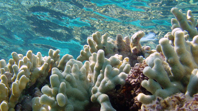 photo of colorful coral and water