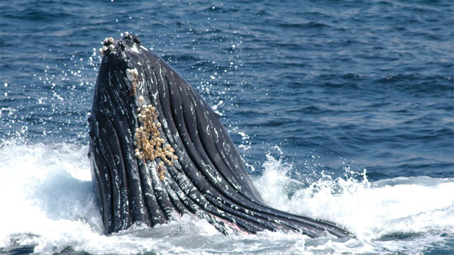 photo of a whale