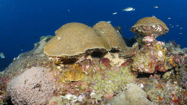 photo of coral