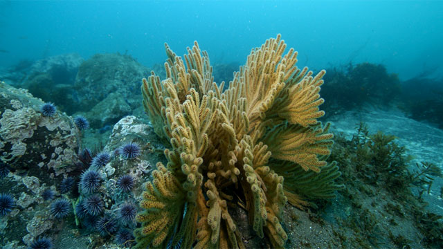 photo of coral