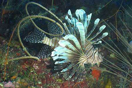 profile view of a lionfish near a coral reef