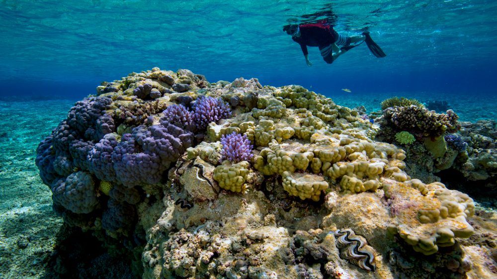 a person snorkeling over a vibrant shallow reef with coral and a giant clam