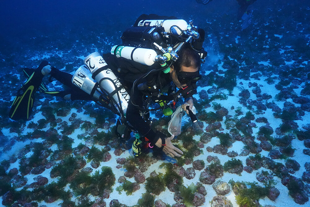 a diver collects algae from the seafloor