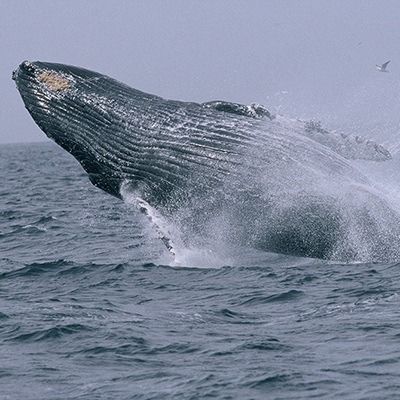 breaching humpback whale