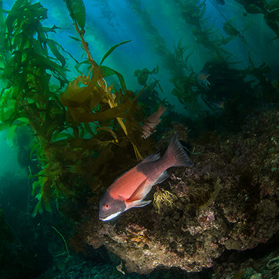 sheephead fish among kelp