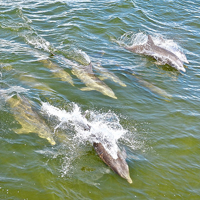 dolphins swimming in a boat wake